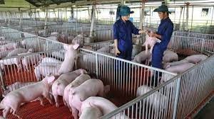Giới thiệu ngành Chăn nuôi Thú y - Khoa Chăn nuôi Thú y - ĐH Nông Lâm Thái Nguyên